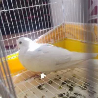 کبوتر پیدا شده