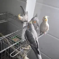 عروس هلندی 10ماهه سالم