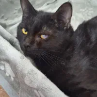 واگذاری گربه|گربه|قم, چهار امامزاده|دیوار