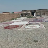 (کارخانه قالیشویی مجاز شبنم‌.کرج‌.چهارباغ.خرمدست‌|خدمات نظافت|کرج, خرمدشت|دیوار