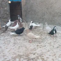 کبوتر پرنده