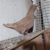 کبوتر رنگی|پرنده|برازجان, |دیوار