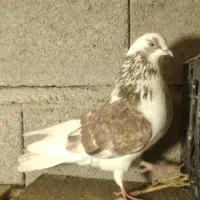 کبوتر پرشی خوب بفروش میرسد