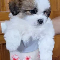 توله میکس شیتزو فلت و پامر روباهی اصیل