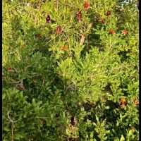 ۵۰۰۰ متر باغ|فروش زمین و ملک کلنگی|جعفرآباد, |دیوار