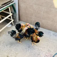 مرغ زینتی نژاد اورنج پنسلید|حیوانات مزرعه|بهبهان, |دیوار