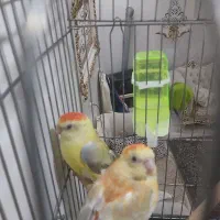 طوطی آوازه خوان