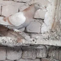 کفتر و کبوتر پرشی