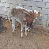 ۲راس گوساله ماده محلی|حیوانات مزرعه|پلدختر, |دیوار