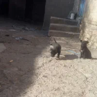 توله فیندو|سگ|قروه, |دیوار