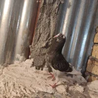 با سلام کبوتر قره کوهی به فروش میرسد