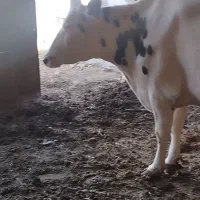 فروش دوراس گاو شیری یک راس گوساله