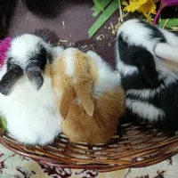 خرگوش۲۵روزه