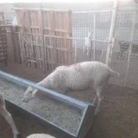 بره نر لاکن|حیوانات مزرعه|اردکان, |دیوار