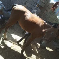 اسب