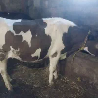 گاو هلندی درجه۱