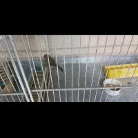 قناری سبز  و قناری ابلغ|پرنده|سمنان, |دیوار