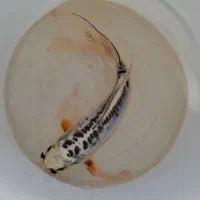 ماهی کوی بلو سوشویی سوپرباله ۲۵ سانتی