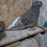 کبوتر دم سفید مایدوم|پرنده|اهواز, امانیه|دیوار