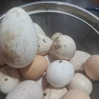 تخم قوغاز،بوقلمون ومرغ محلی