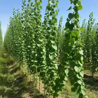 پخش عمده سپیدار اصل تبریز