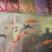 ماهی آکواریومی