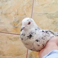 کبوتر|پرنده|نورآباد ممسنی, |دیوار