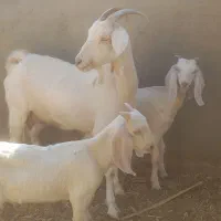 بز دورگ سانن شیرا