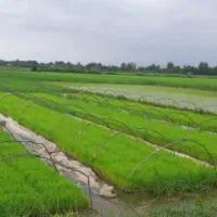 بانک توم هاشمی و علی کاظمی