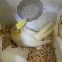 عروس هلندی گم شده دیزج