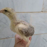 جوجه مرغ خروس ۳۰ روزه