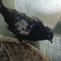 کفتر|پرنده|فاروج, |دیوار