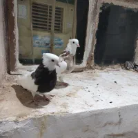 جفت طوقی عالی|پرنده|طبس, |دیوار