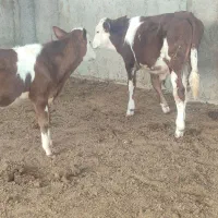 گوساله سیمینتال نر