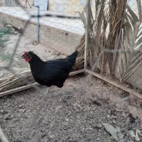 مرغ سیاه