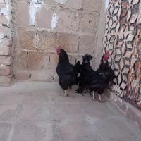 مرغ تخم ده|حیوانات مزرعه|کاشان, پشت شهربانی|دیوار