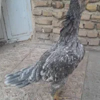 مرغ لاری نژاد اصل|حیوانات مزرعه|خوی, |دیوار