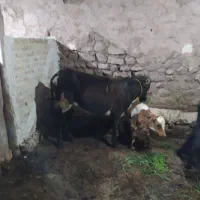 گاو گوساله نر محلی