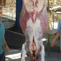 (قصاب سلاخ سیار درمحل) گوسفندگاوگوساله درکل تهران