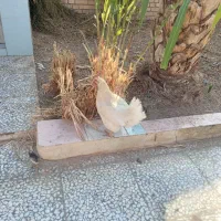 مرغ و جوجه عربی|حیوانات مزرعه|حمیدیه, |دیوار