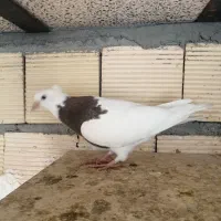 کبوتر|پرنده|کرمانشاه, |دیوار