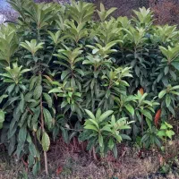 ازگیل ژاپنی