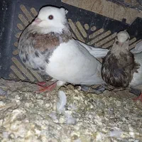 طوقی|پرنده|لنده, |دیوار