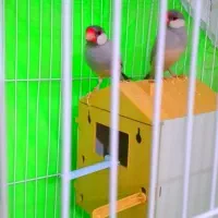 جفت نر ماده نرگس|پرنده|مشهد, کوی دروی|دیوار