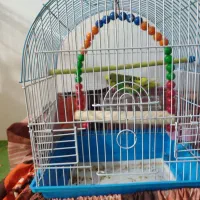 مرغ عشق هلندی|پرنده|رشت, پل تالشان|دیوار