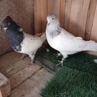 کبوتر کله ای و سرور،هم زمینی هم هوایی|پرنده|تهران, فلسطین (میدان انقلاب)|دیوار