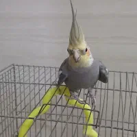 عروس‌هلندی‌‌نر‌