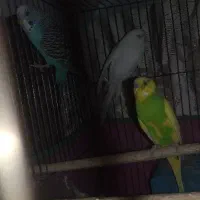 سه تا مرغ عشق|پرنده|محمدشهر, محمدشهر|دیوار