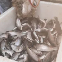 کارگر مزرعه پرورش ماهی و کباب ماهی واشپزی