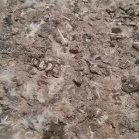 زیل کبوتر